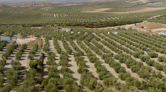 Citoliva promueve el uso de soluciones ERP en las empresas andaluzas del sector ole&iacute;cola 